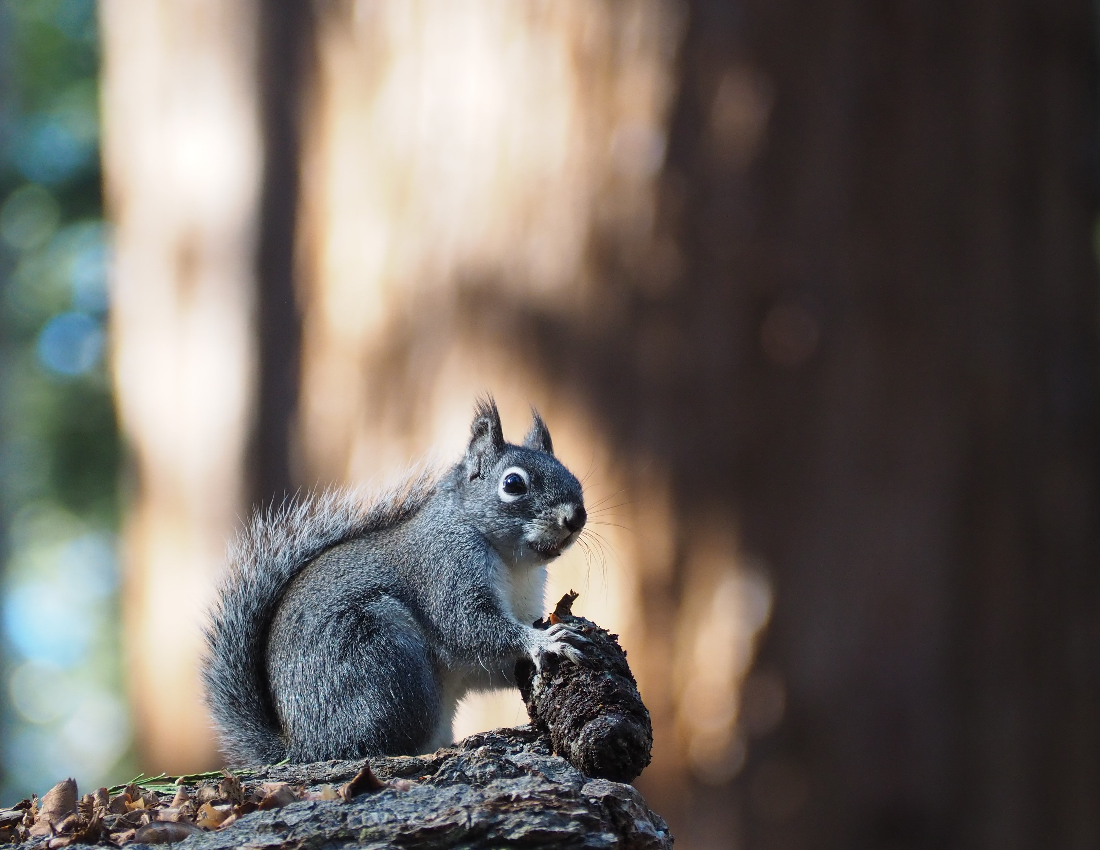 Douglas squirrel holding a cone